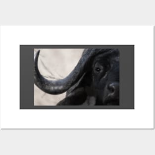 Cape Buffalo Posters and Art